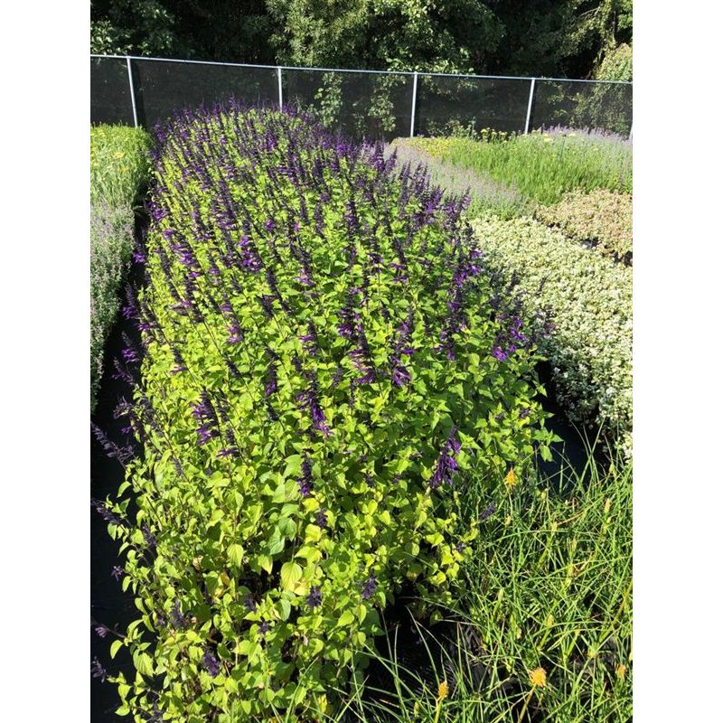 Salvia Amistad 