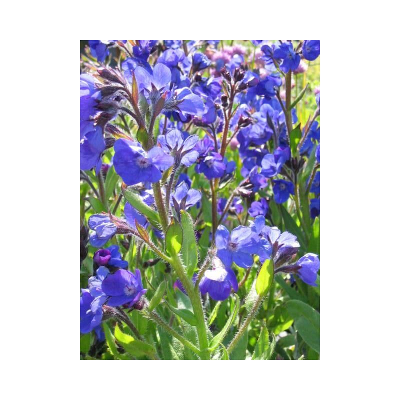 Anchusa Loddon Royalist 