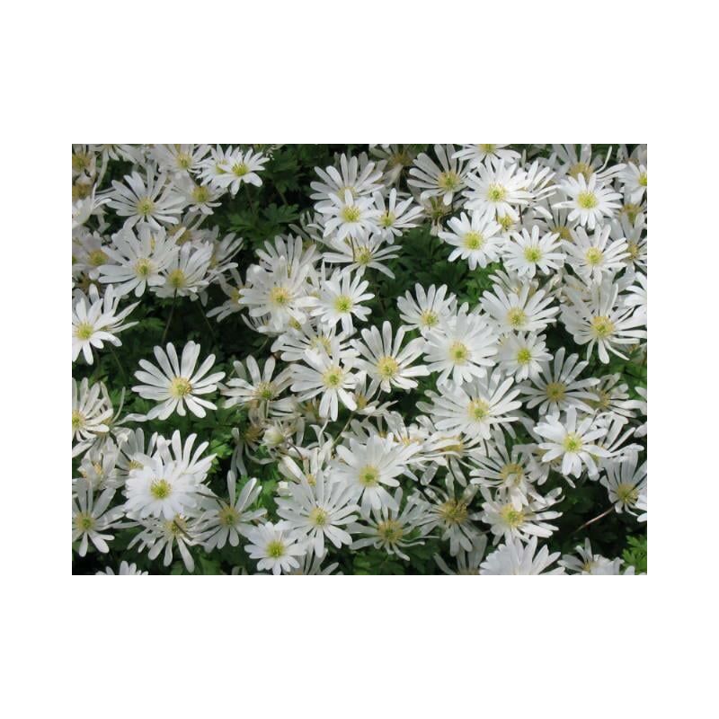 Anemone White Splendour