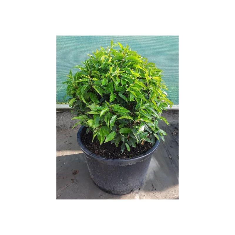 Prunus Angustifolia - bolvorm
