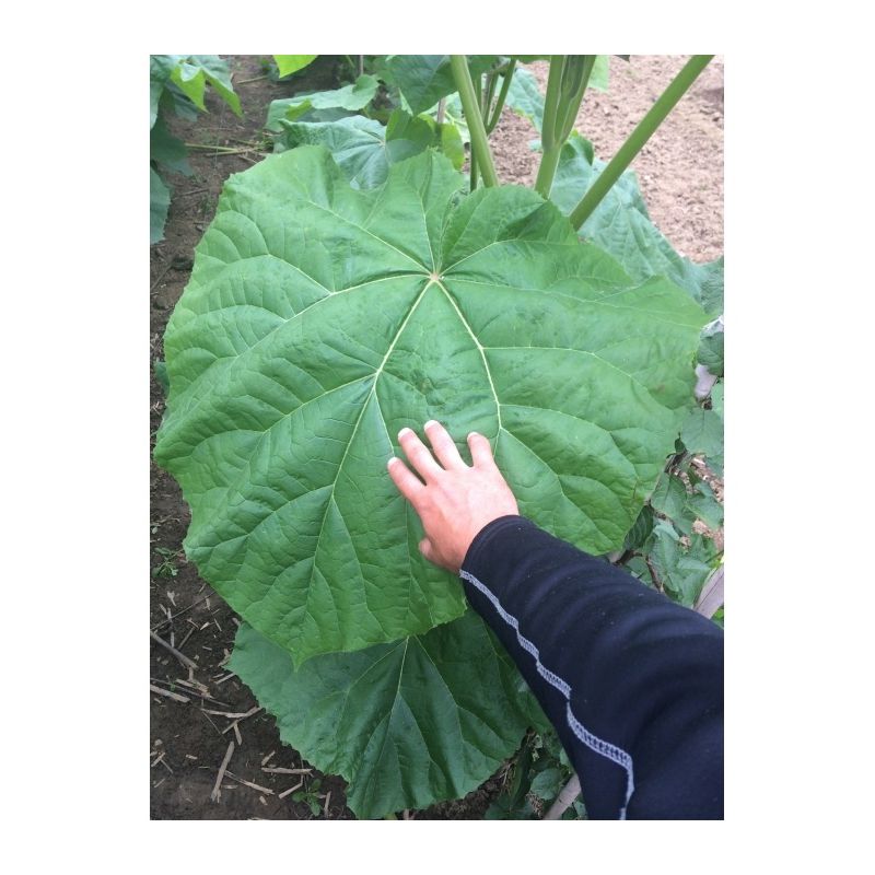 Paulownia tomentosa