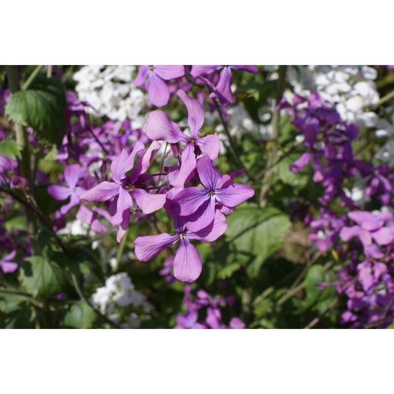 Lunaria annua 