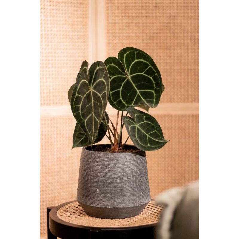 Anthurium clarinervium