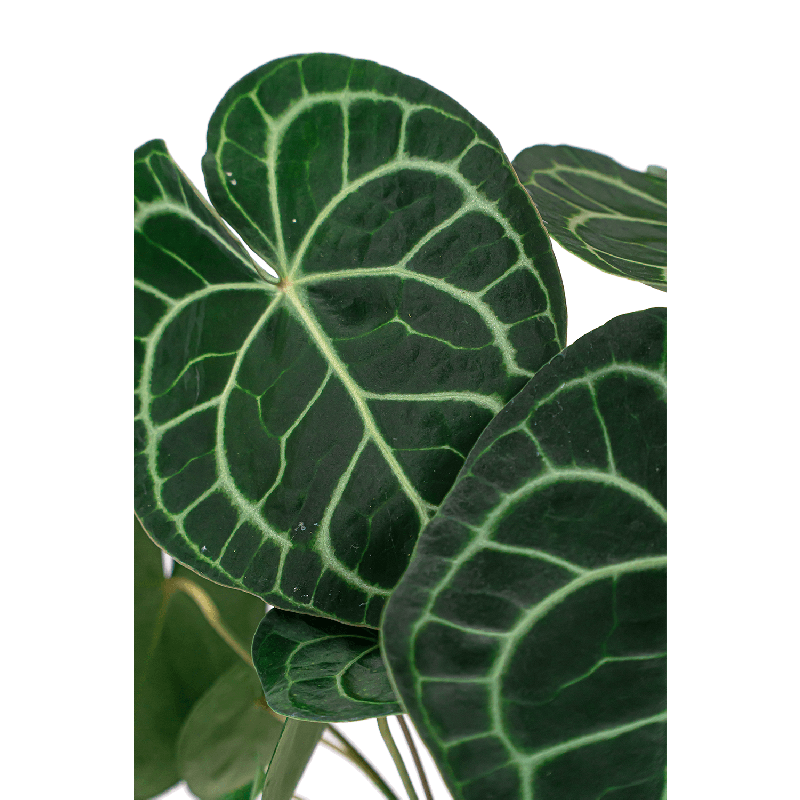 Anthurium clarinervium