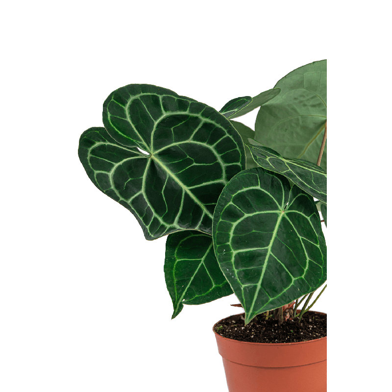 Anthurium clarinervium