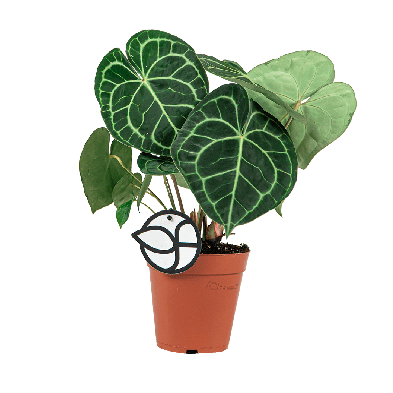 Anthurium clarinervium