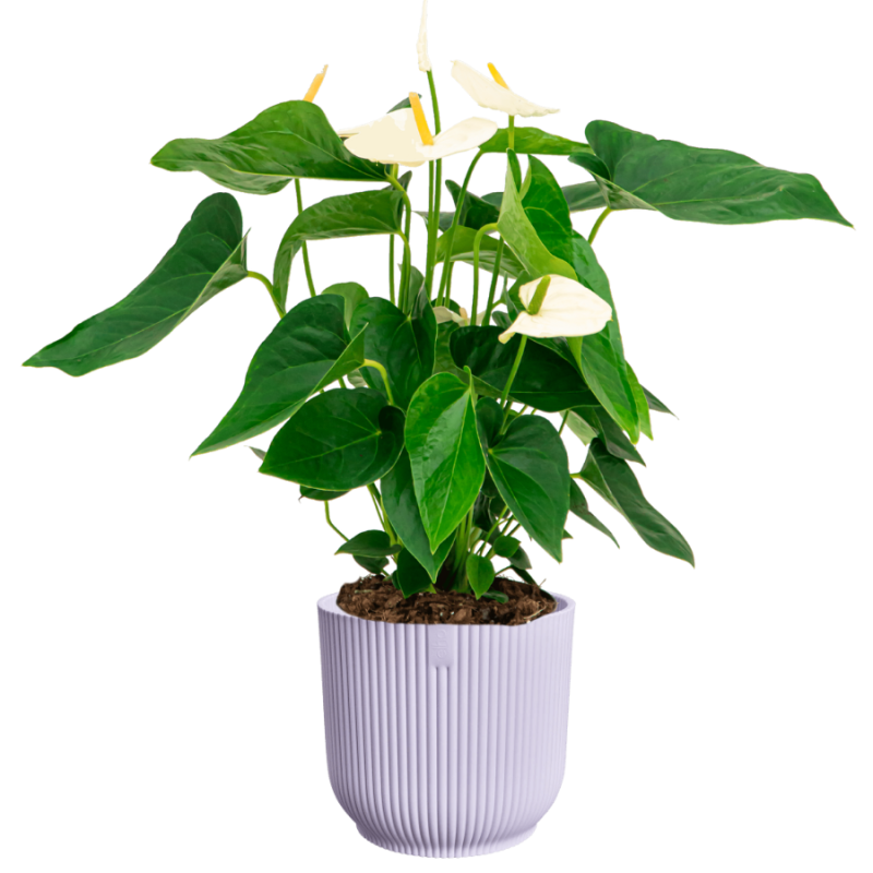 Anthurium wit in Elho Vibes lila