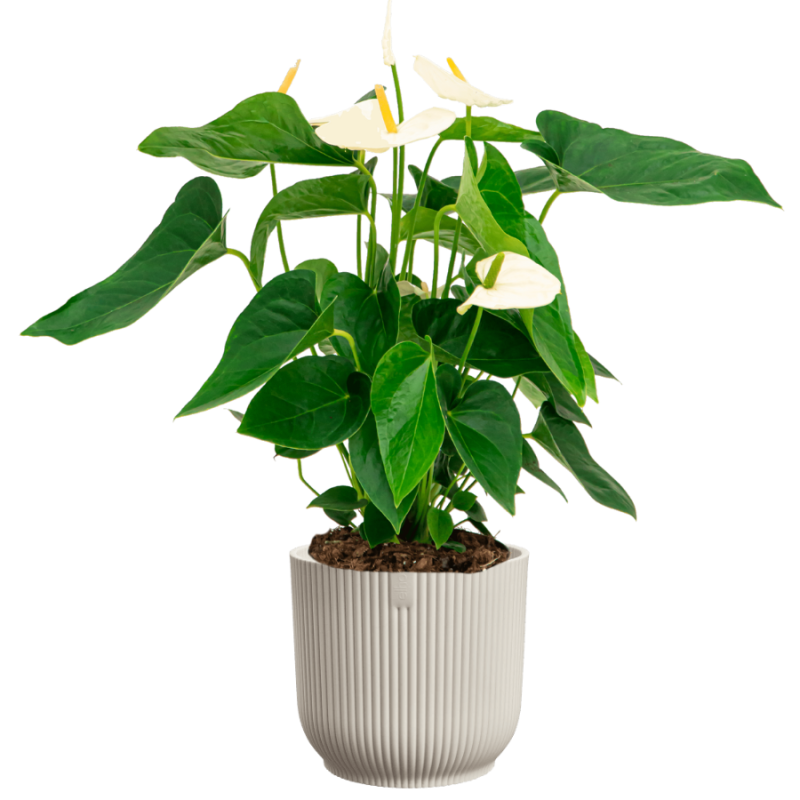 Anthurium wit in Elho Vibes wit