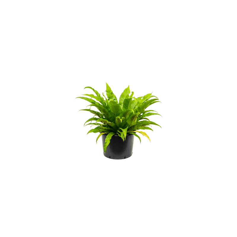 Asplenium antiquum 