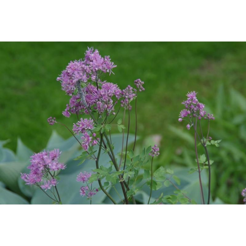 Thalictrum Thundercloud