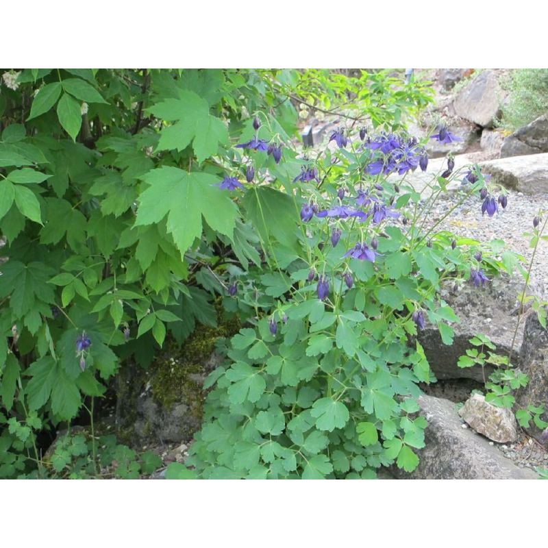 Aquilegia vulgaris 
