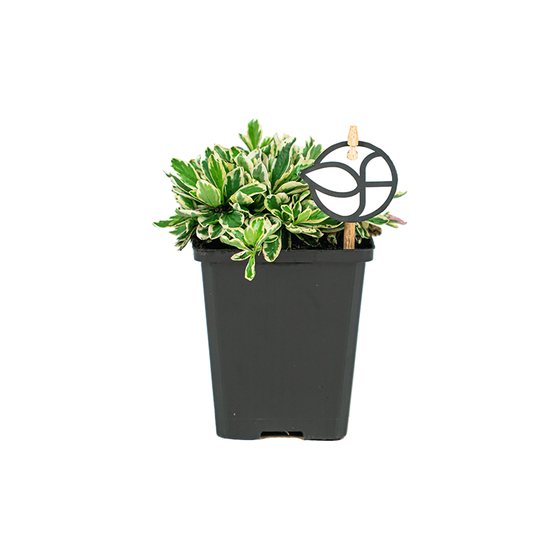 Vaste planten