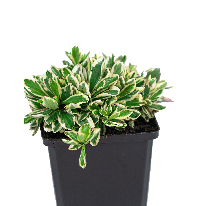 Vaste planten