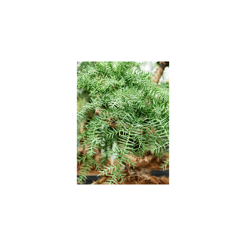Araucaria cunninghamii