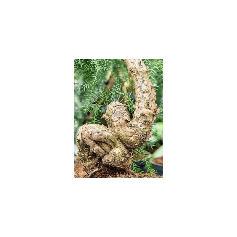 Araucaria cunninghamii