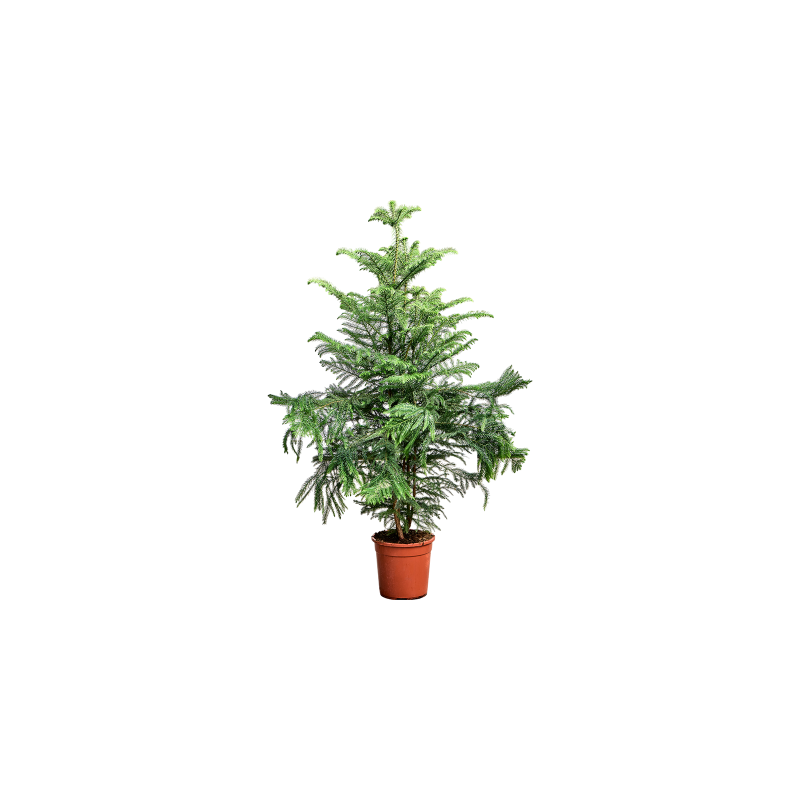Araucaria heterophylla