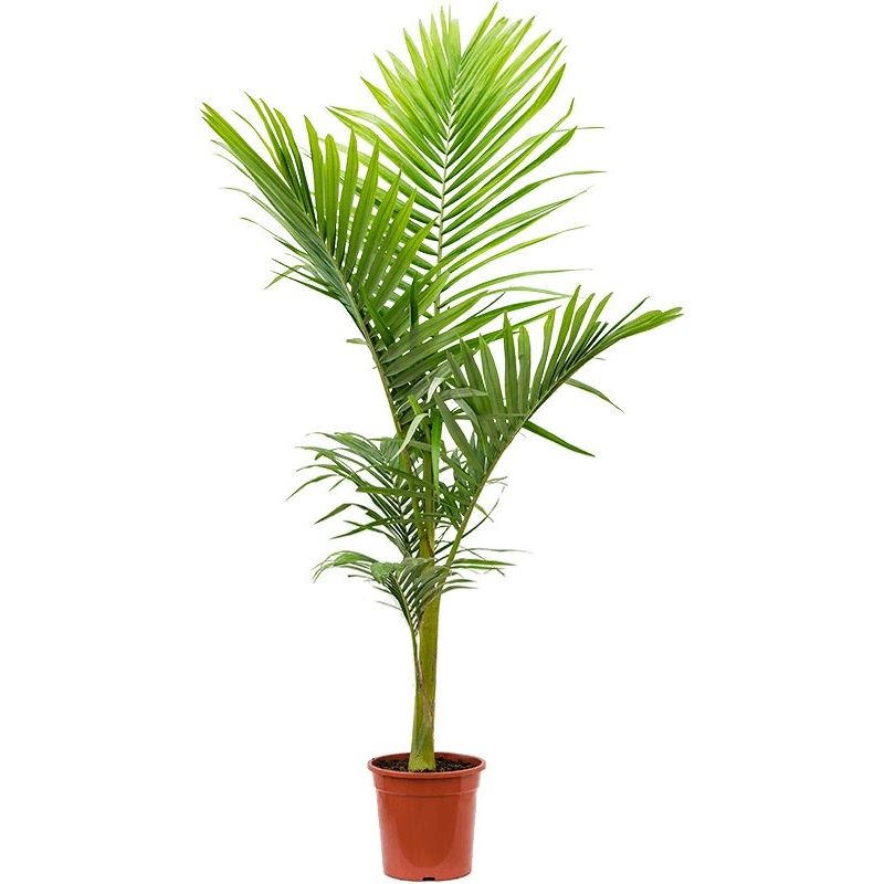 Archontophoenix alexandrae