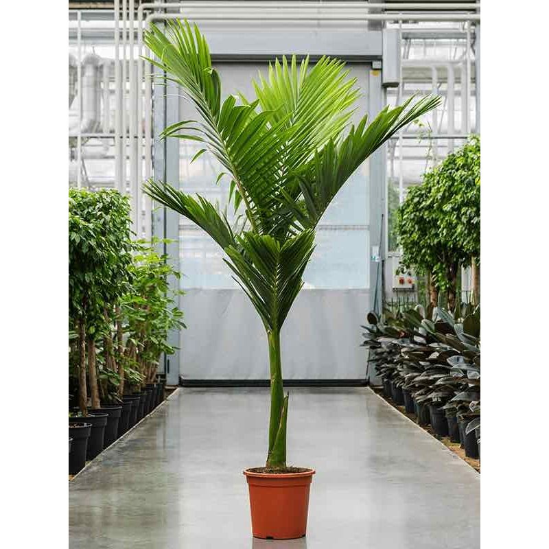 Archontophoenix alexandrae