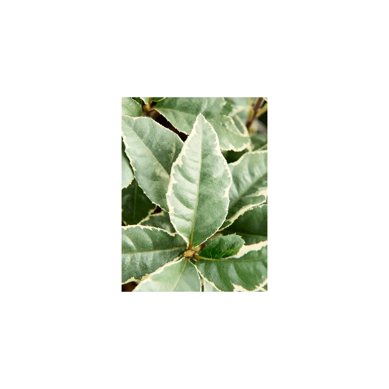 Ardisia malouiana Variegata