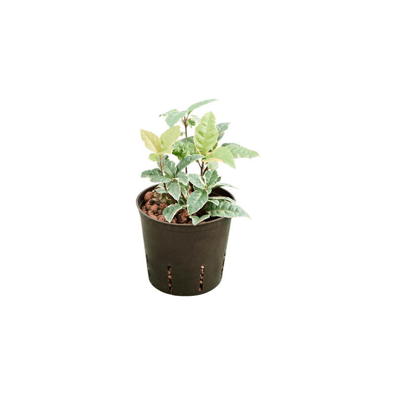 Ardisia malouiana Variegata