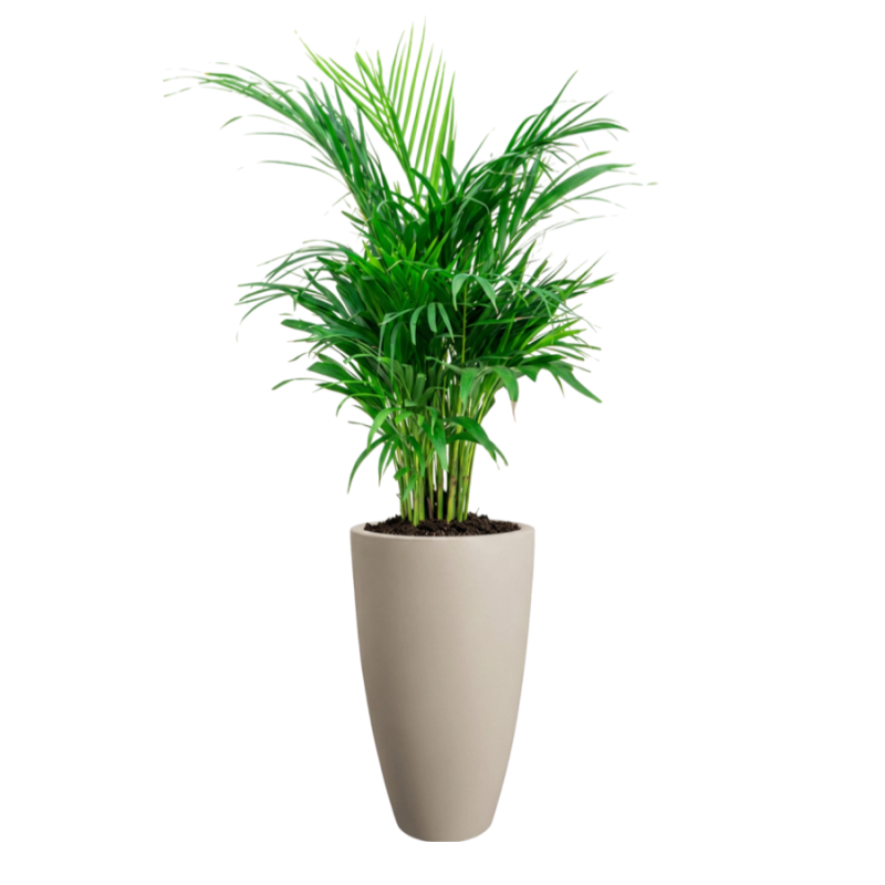 Areca lutescens in June Round Beige