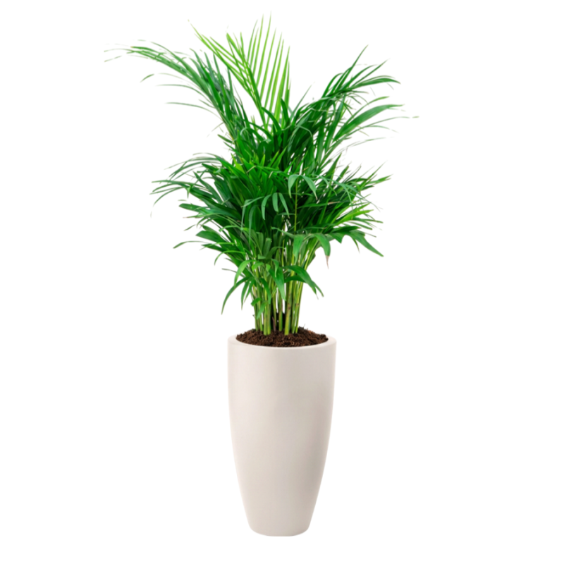 Areca lutescens in June Round Linnen Wit