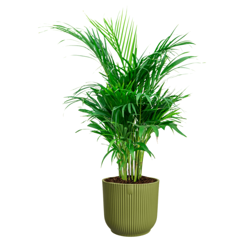 Areca Lutescens in Vibes groen
