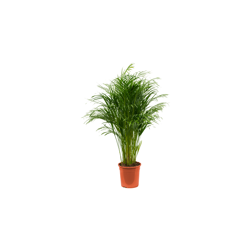 Areca Lutescens M