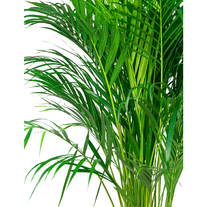 Areca Lutescens in Artstone Claire zwart
