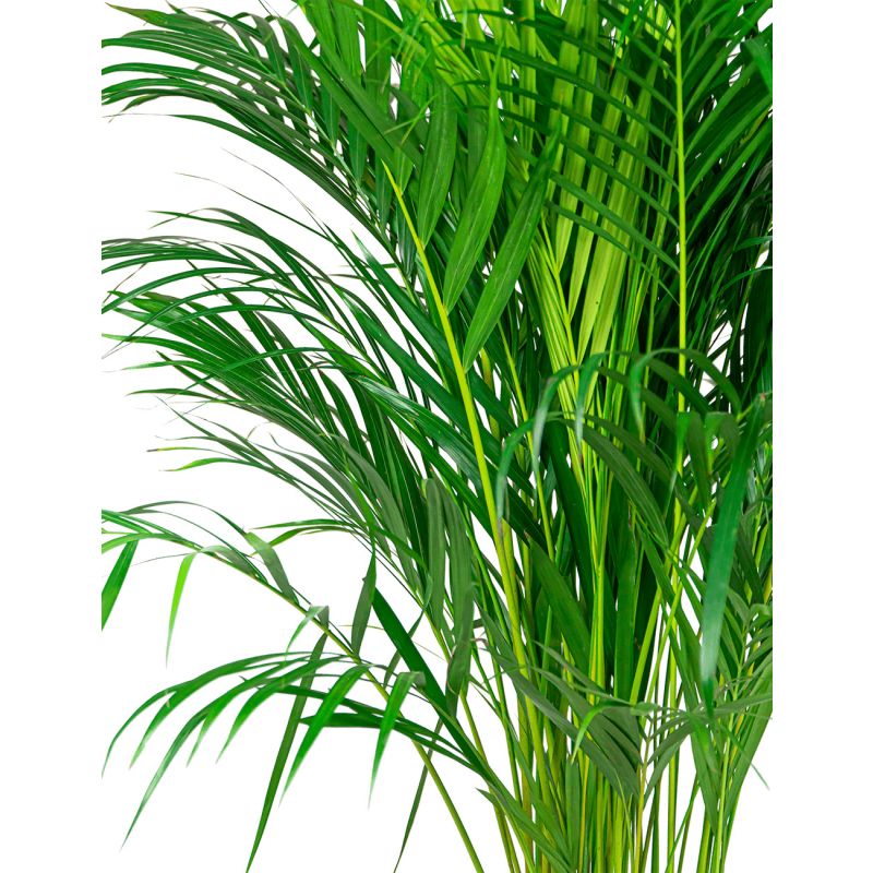 Areca in Ryan Shiny Gold