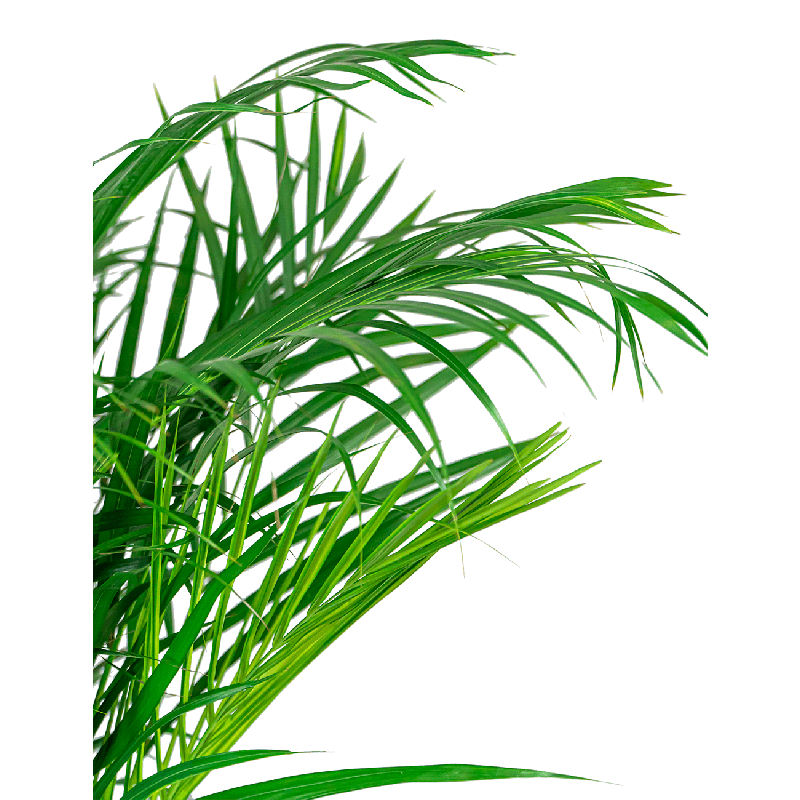 Areca Lutescens in Artstone Claire zwart