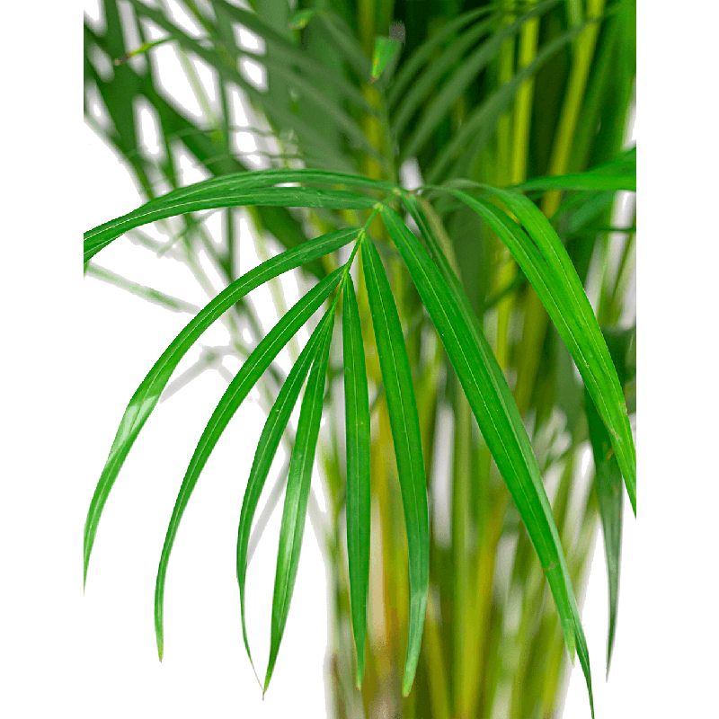 Areca Lutescens in Artstone Claire zwart
