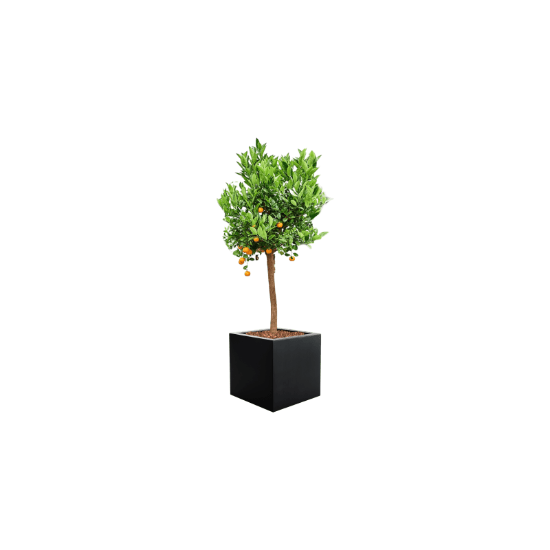 Argento Cube Zwart