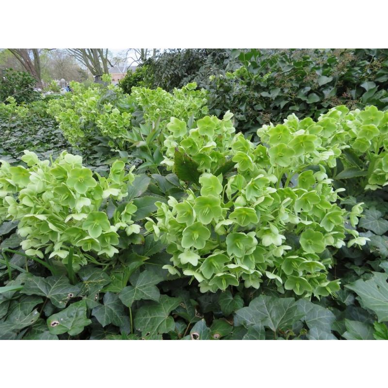 Helleborus argutifolius