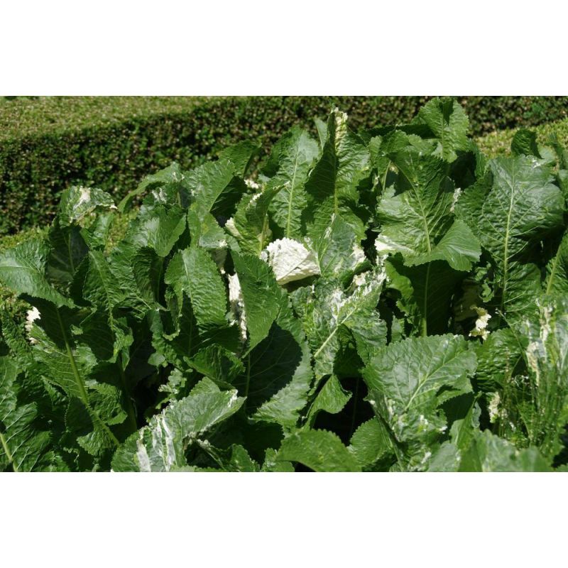 Armoracia rusticana