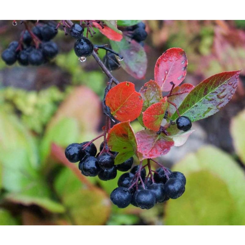 Aronia melanocarpa 