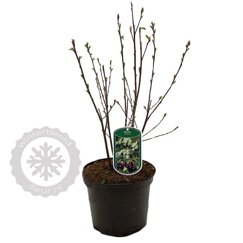 Aronia melanocarpa 