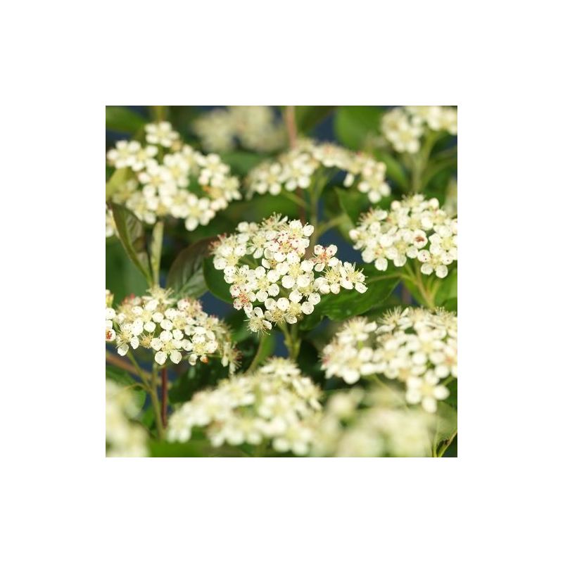 Aronia Viking