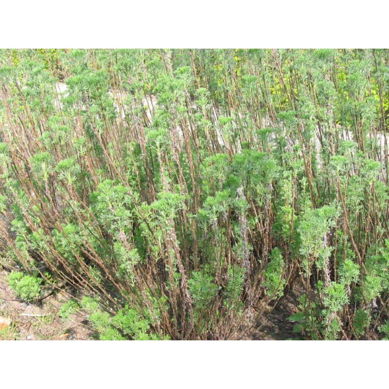 Artemisia abrotanum 