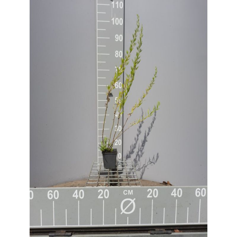 Artemisia dracunculus 