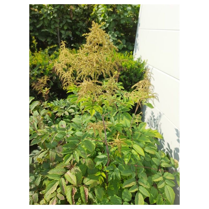 Aruncus dioicus 