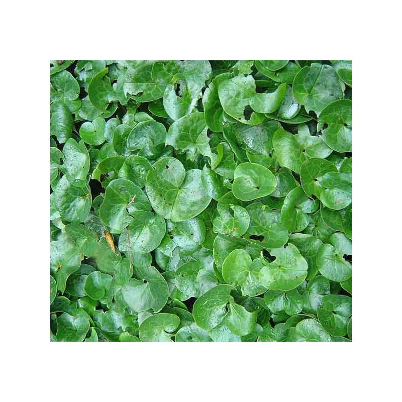 Asarum europaeum