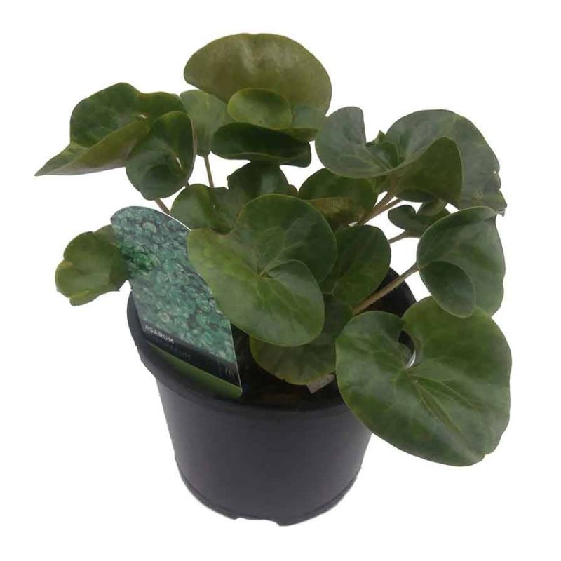 Asarum europaeum