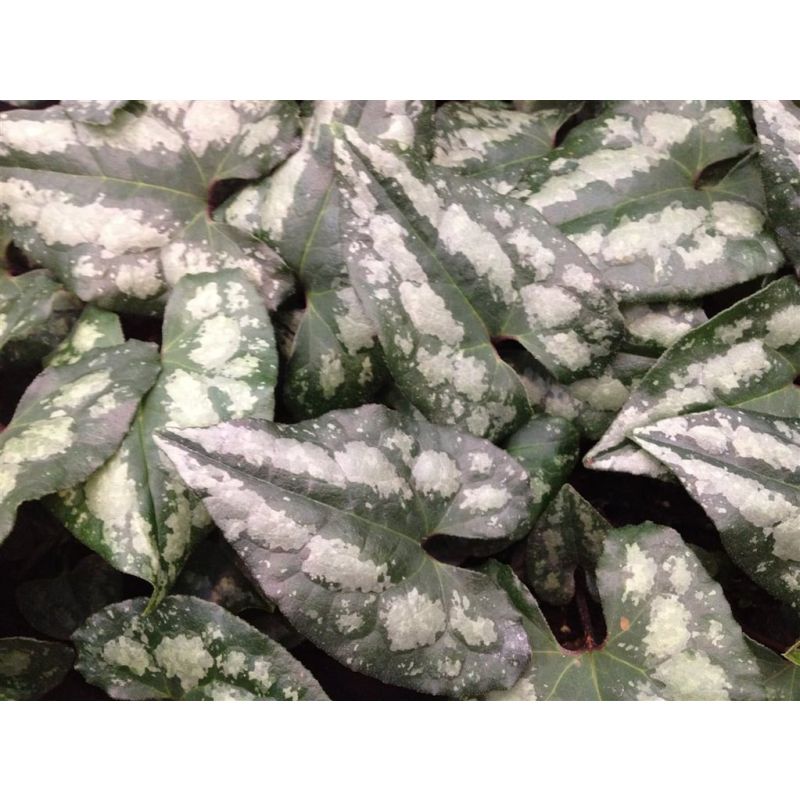 Asarum splendens 
