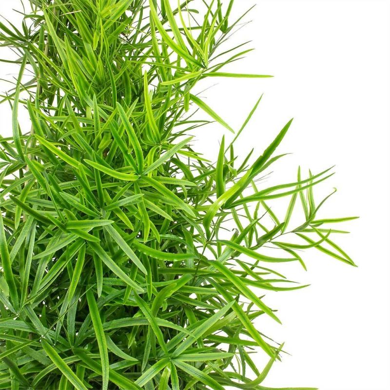 Asparagus falcatus