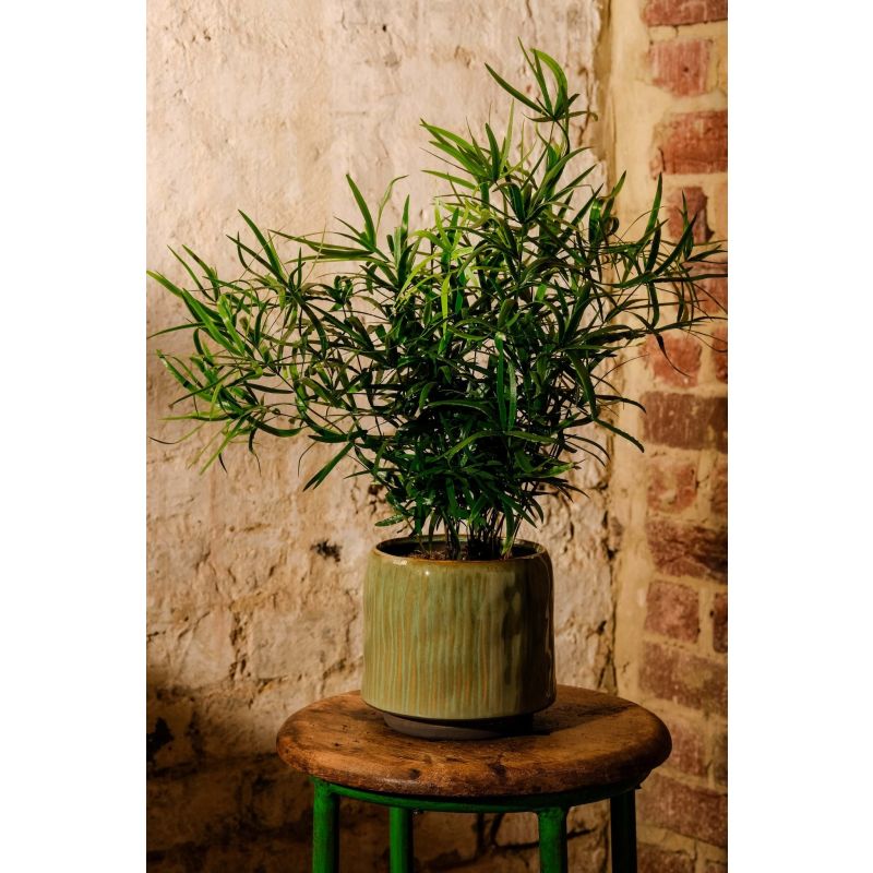 Asparagus falcatus