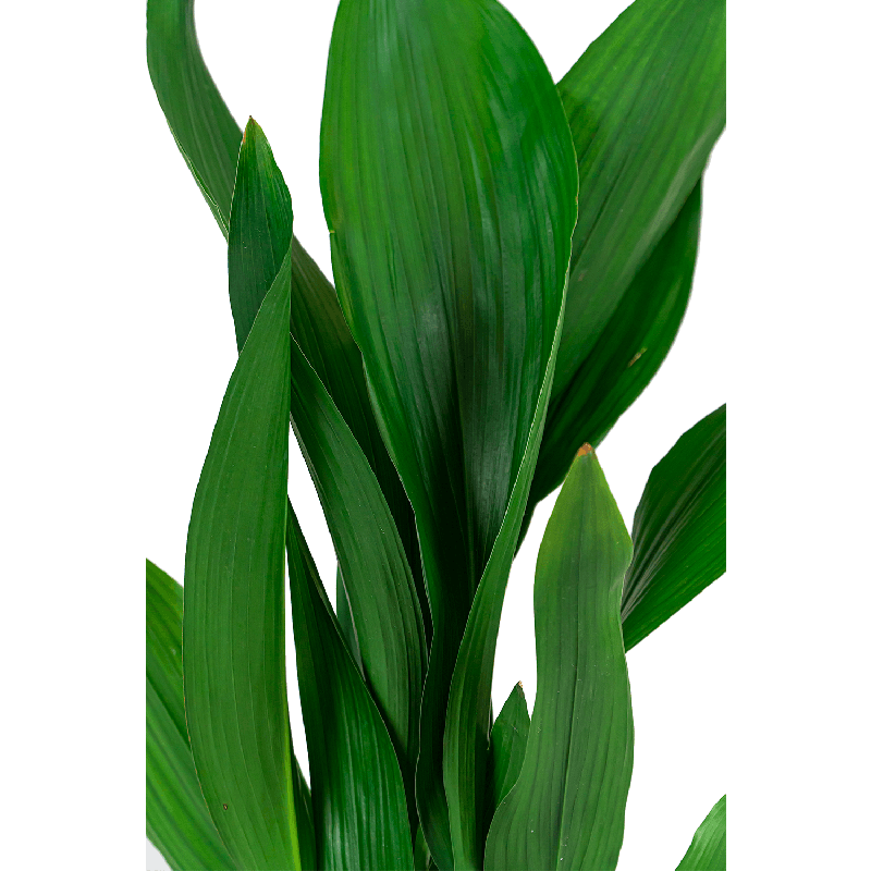 Aspidistra elatior