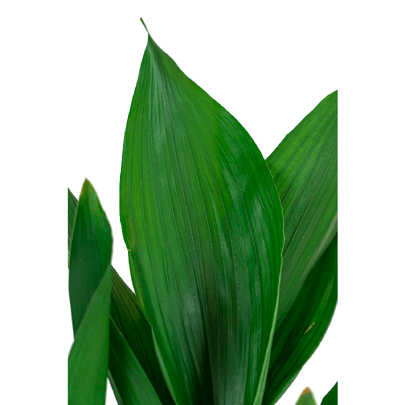 Aspidistra elatior
