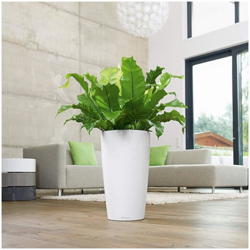 Asplenium nidus