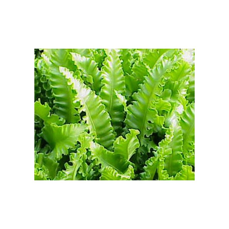 Asplenium Cristatum 